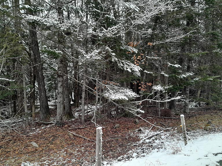 Our Cedar Lot
